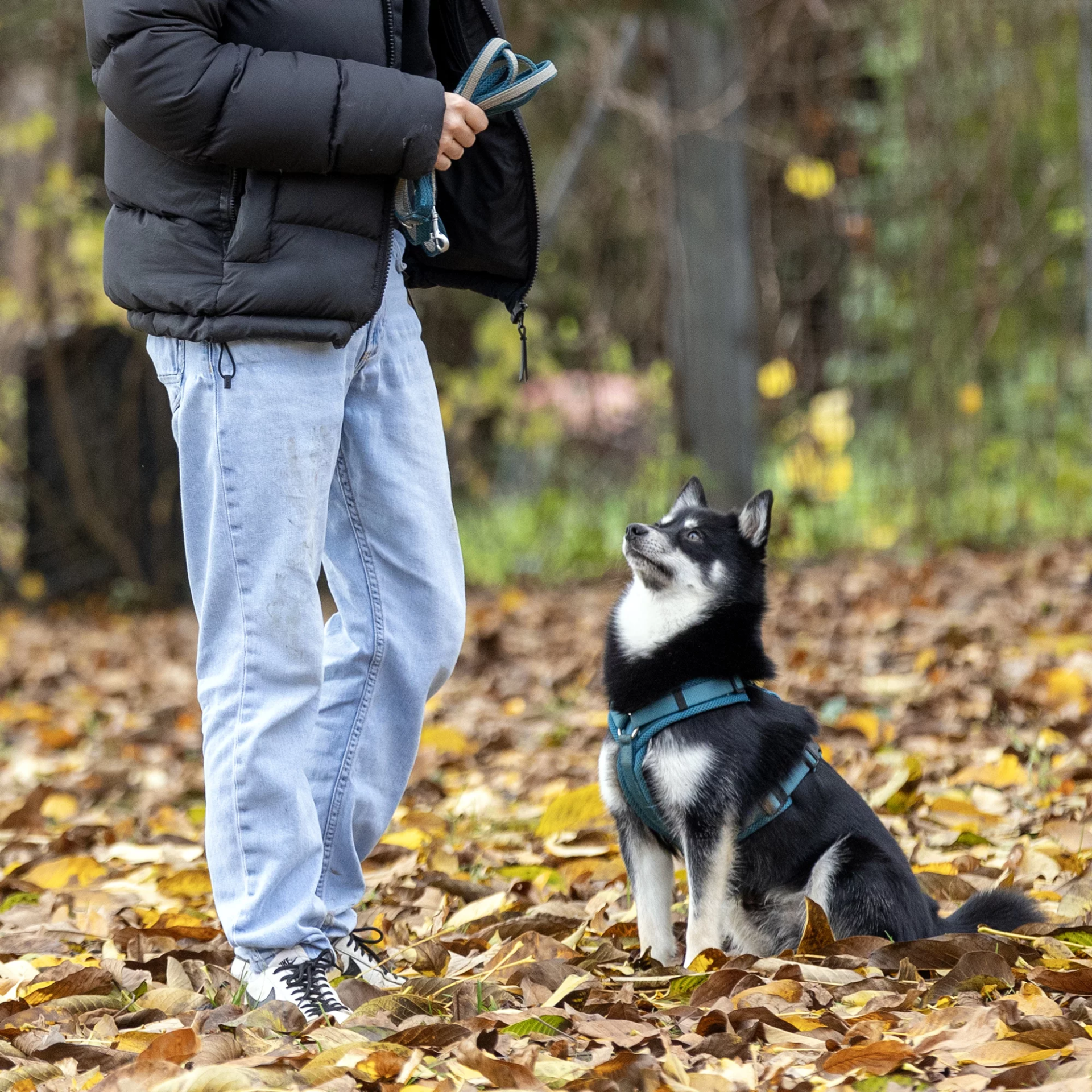 Anfängerkurs für max. 6 Hunde – Hund ganz nah – Petra Sieverts Hundeschule