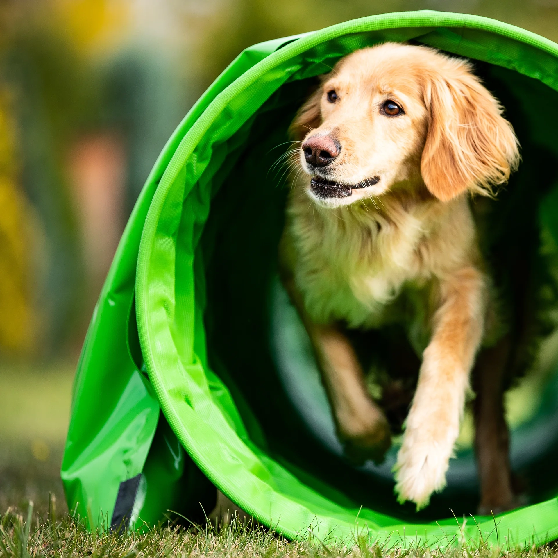 hund-ganz-nah-hundeschule-petra-sievert-degility-kurs-blob