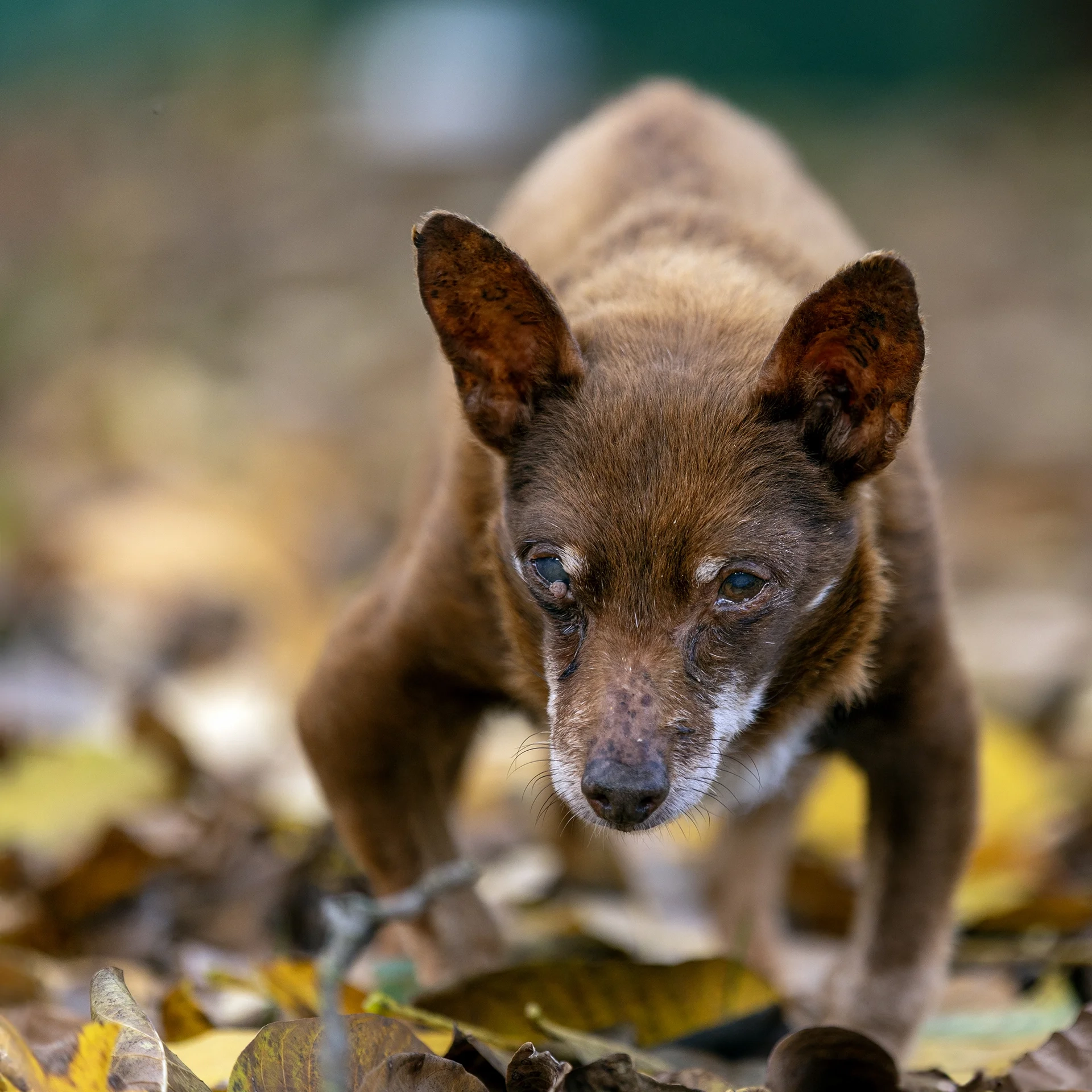 hund-ganz-nah-hundeschule-petra-sievert-der-sehr-alte-hund-blob