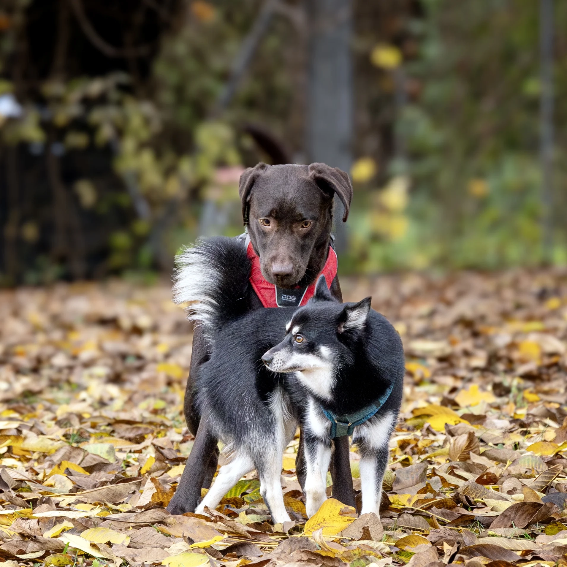 hund-ganz-nah-hundeschule-petra-sievert-gespraeche-unter-hunden-kurs-blob