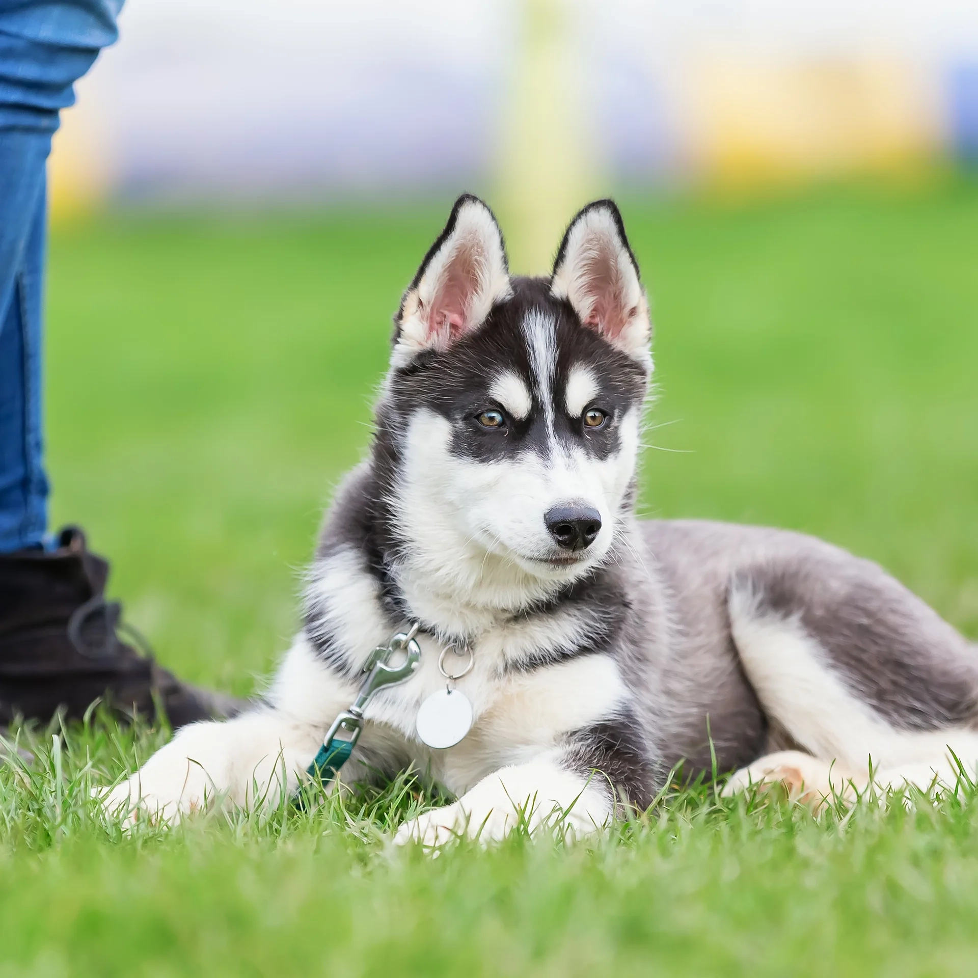 hund-ganz-nah-hundeschule-petra-sievert-junghundekurs-blob