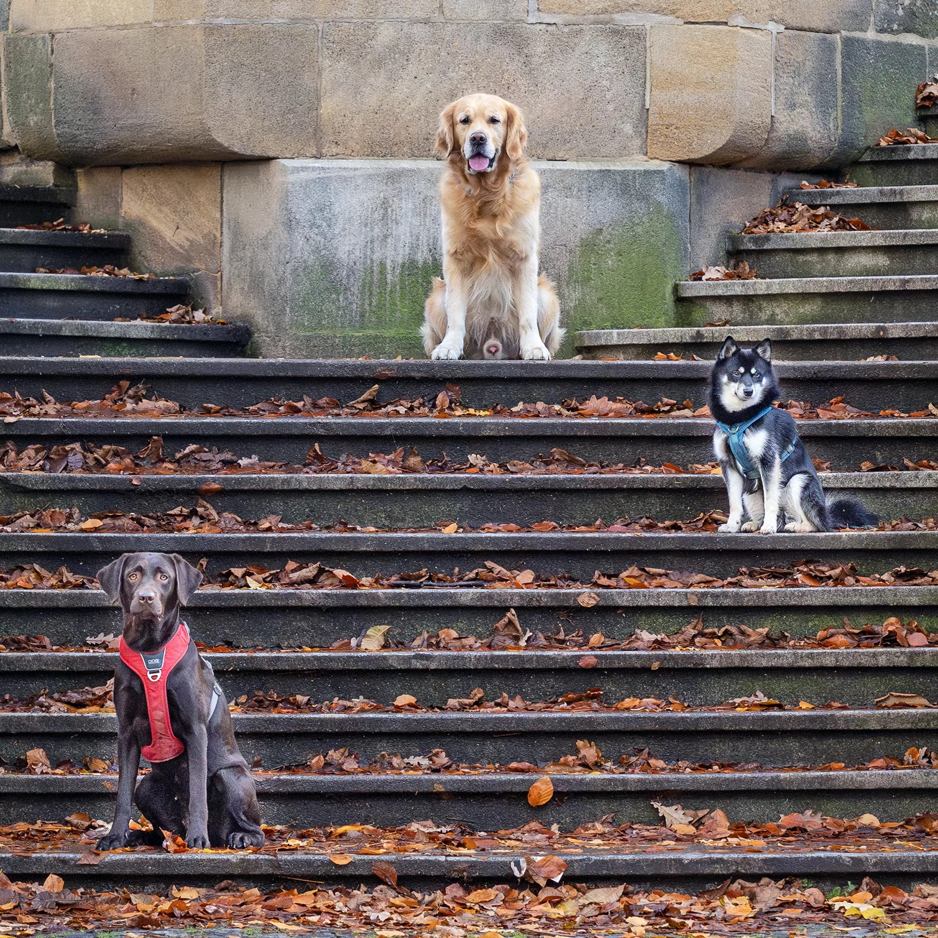 hund-ganz-nah-hundeschule-petra-sievert-spass-im-alltag-blob