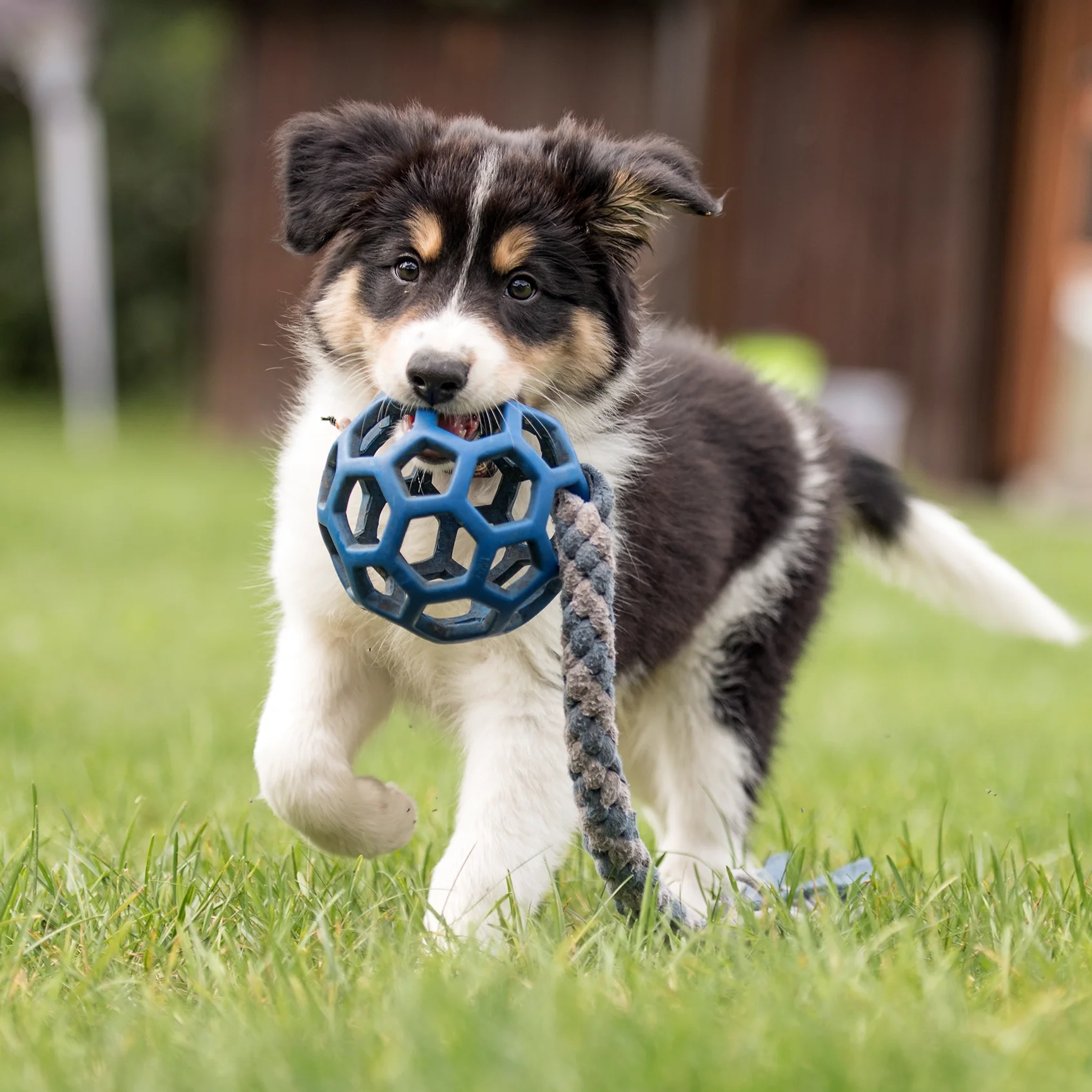 hund-ganz-nah-hundeschule-petra-sievert-welpenkauf-beratung-blob